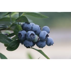 ANTIOXIDÁNSOK, BIOFLAVONOIDOK